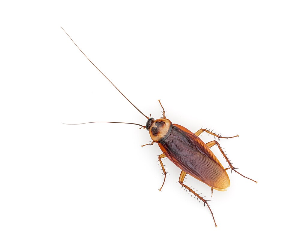 American Roach