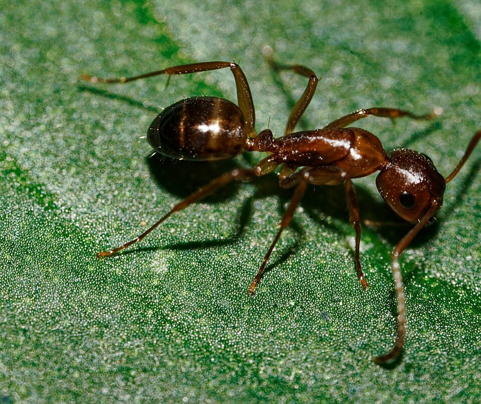 Ants