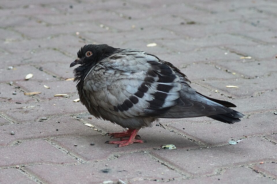 Birds
