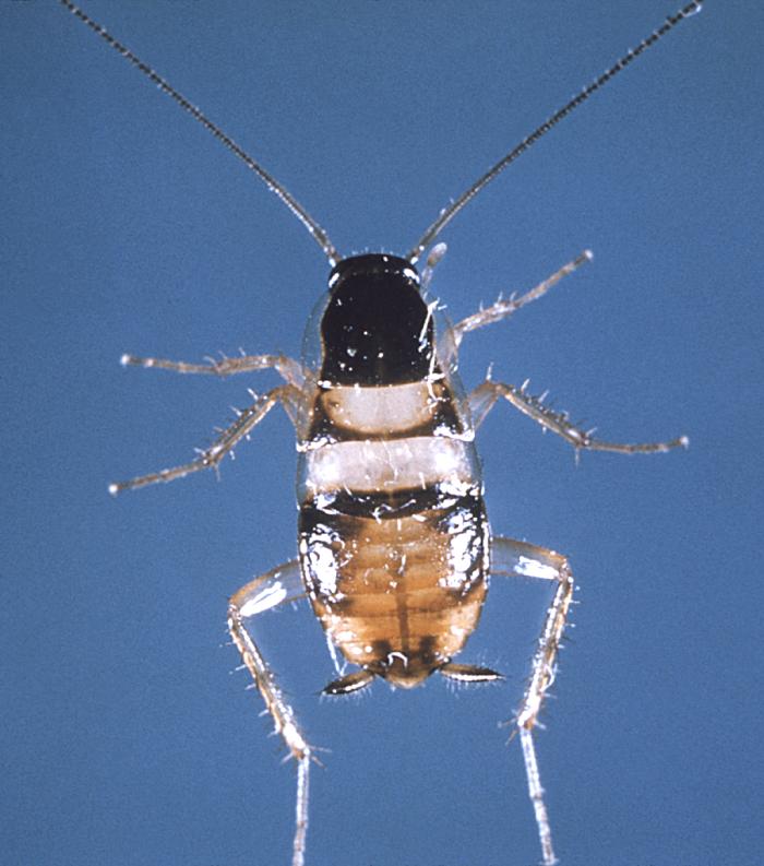 Brown-Banded Roach