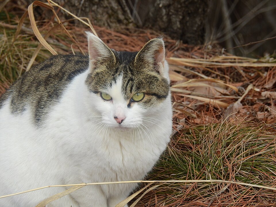 Stray Cats