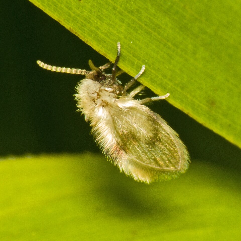 Drain Fly