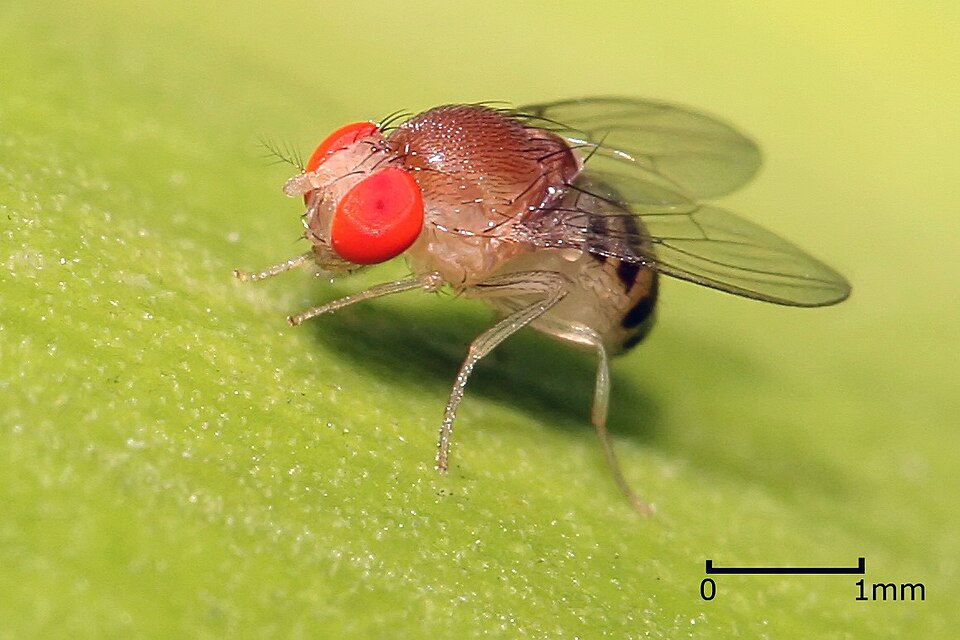Fruit Fly