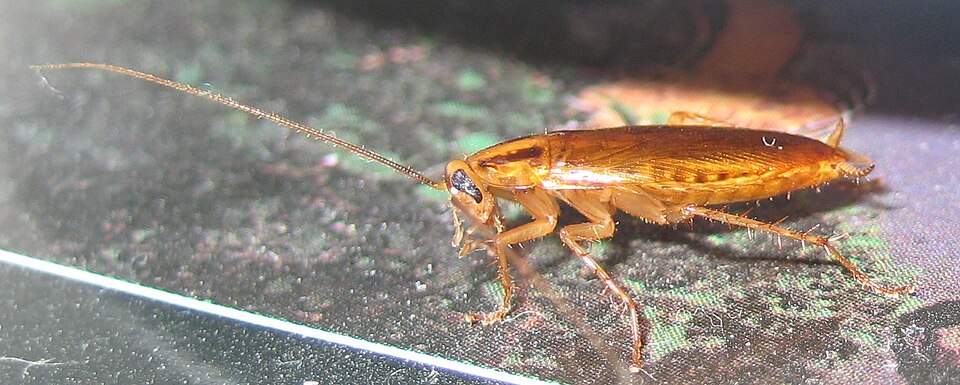 German Roach