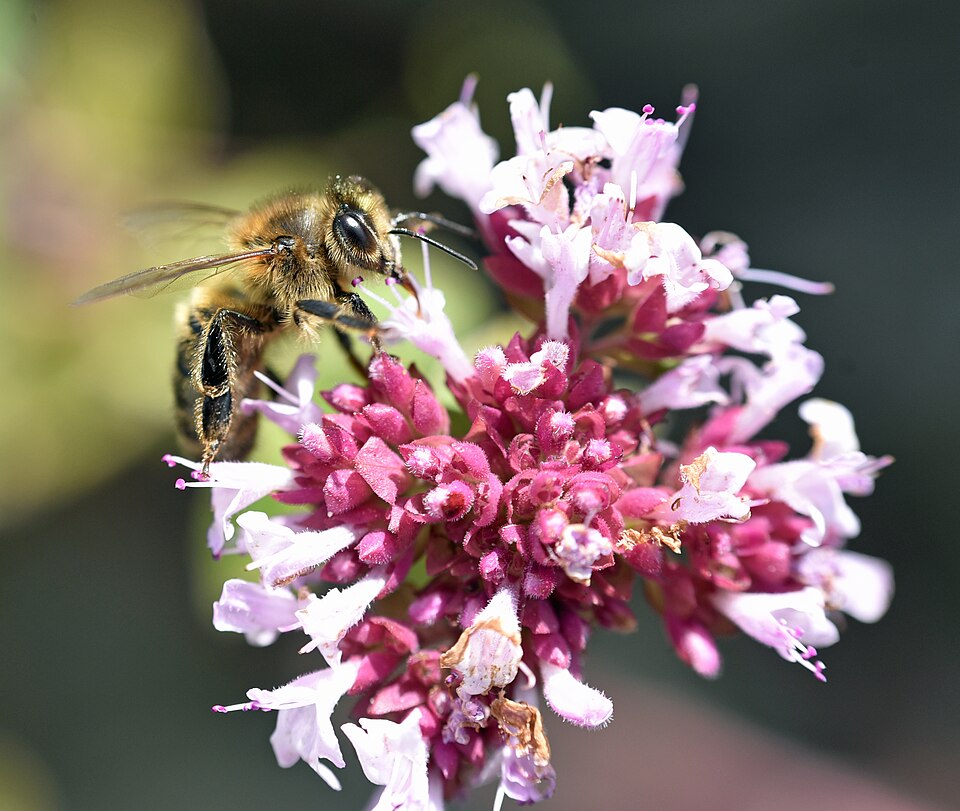 Honey Bees
