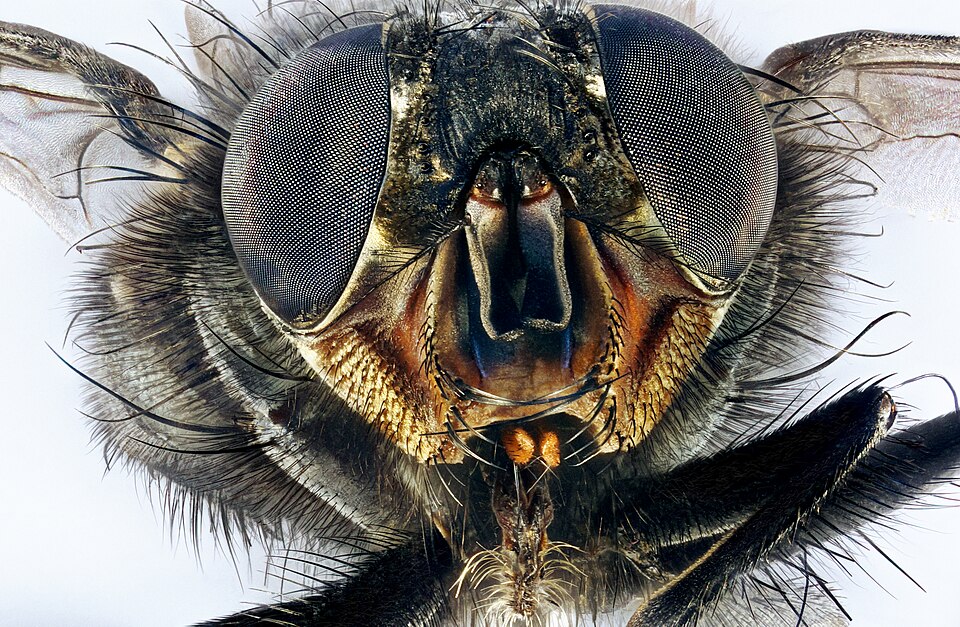 House Fly