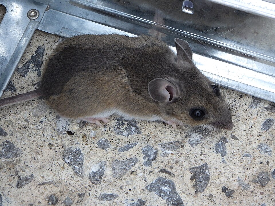 House Mouse