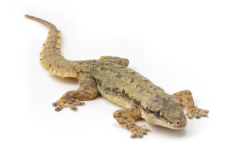 House Lizard