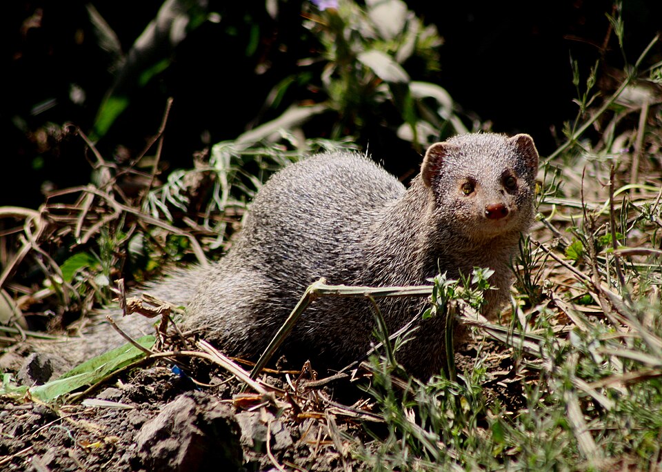 Mongoose