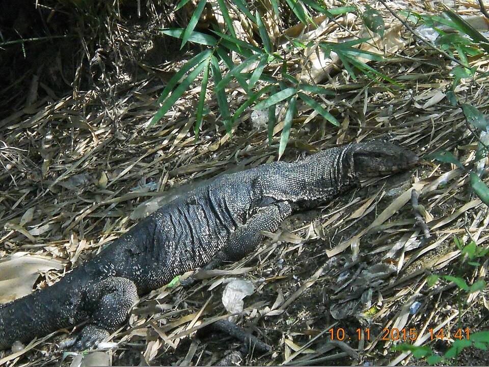 Monitor Lizard