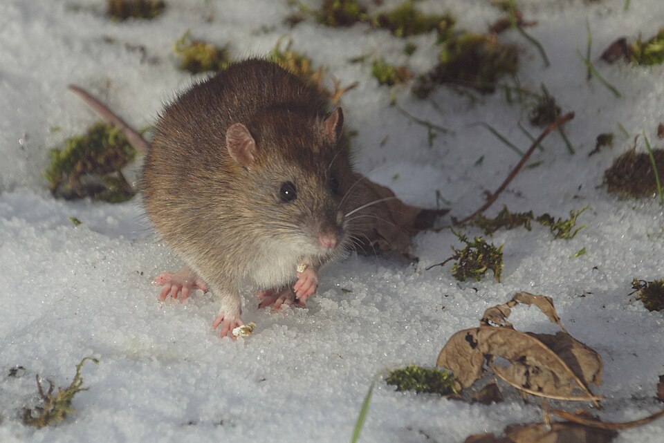 Norway Rat