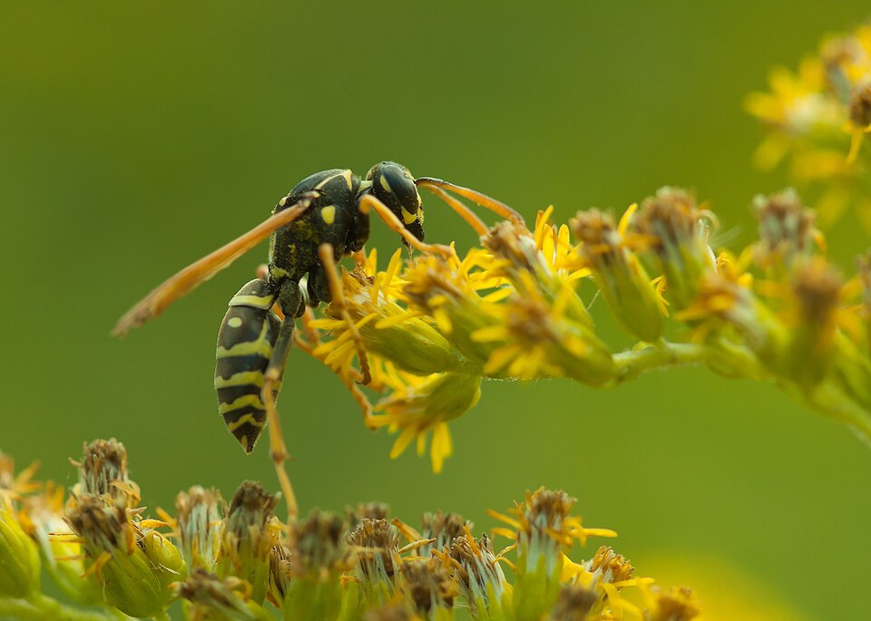Paper Wasp