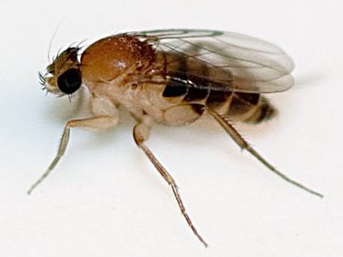 Phorid Fly