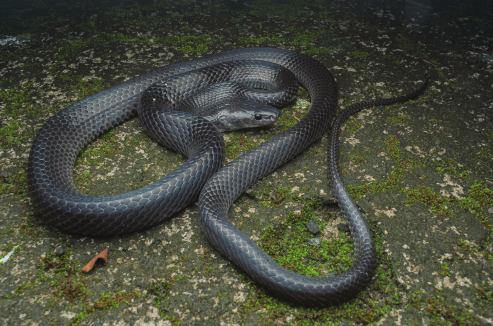 Snake