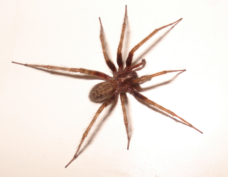 Spider